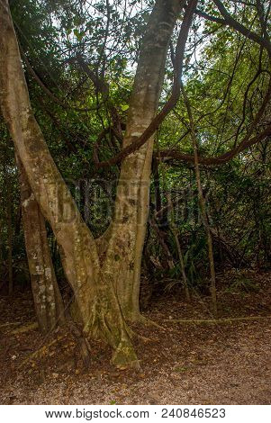 Jungle Trail Bordered By Trees, Leading To The Famous Pyramid In Cobe. Mexico, Yucatan.