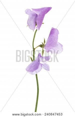 Flowers Of Sweet Pea, Isolated On White Background