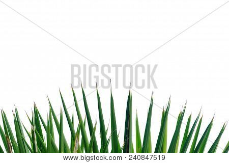 Palm Leaves Top View On White Isolated Background For Green Foliage Pattern