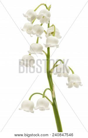 White Flower Of Lily Of The Valley, Lat. Convallaria Majalis, Isolated On White