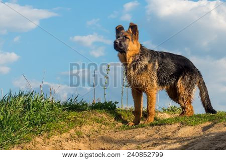 Dog, German Shepherd Standing On A Country Road And Looking Into The Distance
