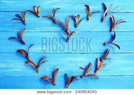 A Heart Shape Of Brown Seed With Pink Root Of Yang Tree And Pink Light On Blue Wooden Table