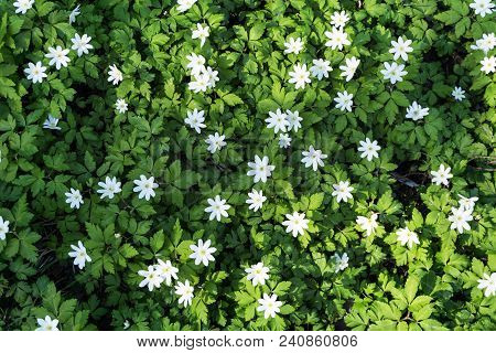 Background - Carpet Of Forest Snowdrops Anemone Uralensis, Half Illuminated By The Sun, Half In The 