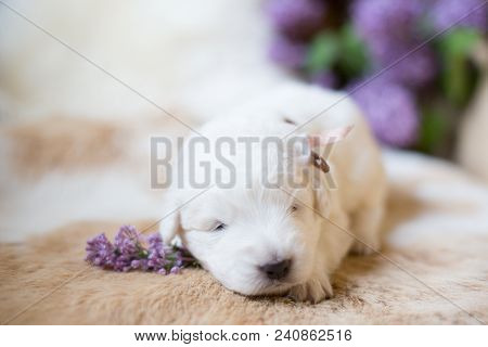 Close Up Portrait Of Sweet White Fluffy Pup With Beige Ribbon. Portrait Of One Week Old Lovely Marem