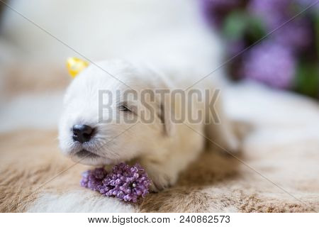 Close Up Portrait Of White Fluffy Pup. Portrait Of One Week Old Maremma Puppy Lying With Lilac Flowe