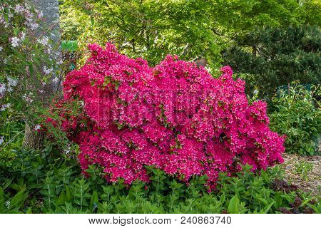 Pink Blossoms Cover This Azalea Bush In Seatac, Washington.