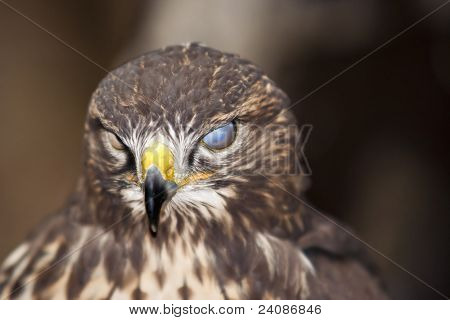 Buzzard cieco