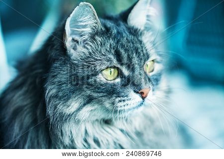 A Fluffy Cat Of Siberian Breed. Close-up . Toning