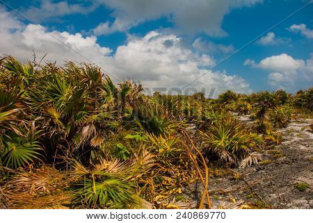 Beautiful Mexican Landscape With Trees And Bushes On A Blue Sky Background With White Clouds. Tulum,