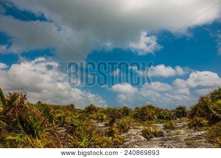 Beautiful Mexican Landscape With Trees And Bushes On A Blue Sky Background With White Clouds. Tulum,