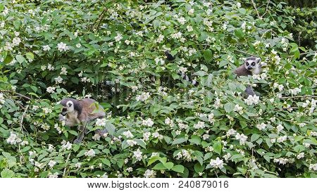 The Ring-tailed Lemurs, Lemur Catta, Known As Maky Or Maki, On The Blossom Tree In Springtime