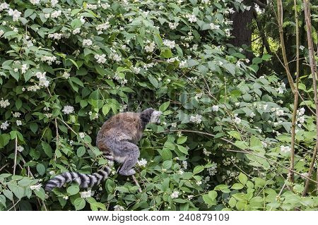 The Ring-tailed Lemurs, Lemur Catta, Known As Maky Or Maki, On The Blossom Tree In Springtime