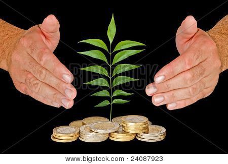 Sapling Protectrd ด้วยมือ