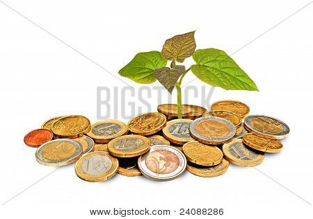 Sapling เติบโตจากกองเหรียญ