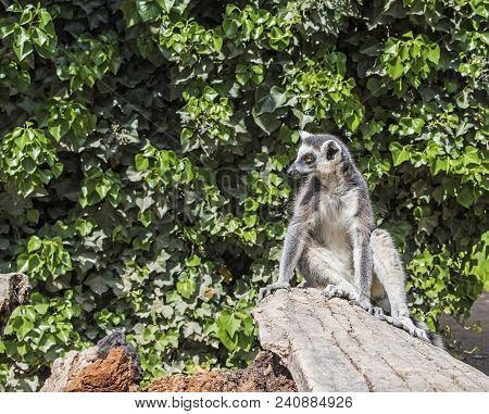 Single Ring-tailed Lemur Catta Sitting On A Tree