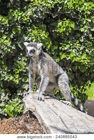 Single Ring-tailed Lemur Catta Sitting On A Tree