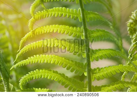 Nephrolepis Exaltata The Sword Fern - A Species Of Fern In The Family Lomariopsidaceae