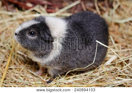 Close-up Of White-grey Adult Domestic Guinea Pig (cavy, Cavia Porcellus)