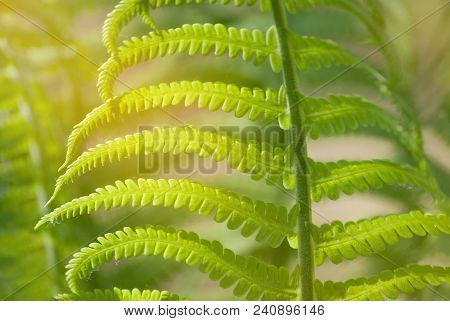 Nephrolepis Exaltata The Sword Fern - A Species Of Fern In The Family Lomariopsidaceae