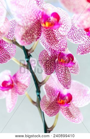 Beautiful Speckled Pink And White Blossoms Of Moth Orchids. Pretty Cluster Of Colorful, Exotic Flowe