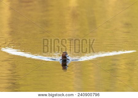 Common Pochard Male (aythya Ferina) On Water. Pochard Swimming In The Lake.