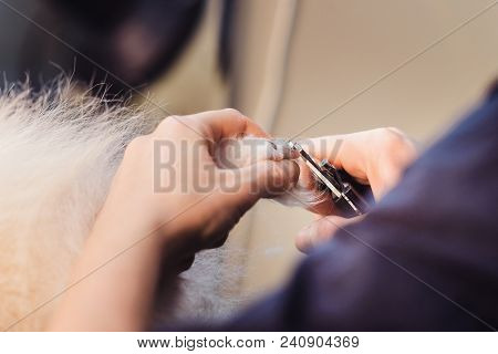 Female Groomer Haircut Pomeranian Dog In The Beauty Salon For Dogs. The Concept Of Popularizing Groo