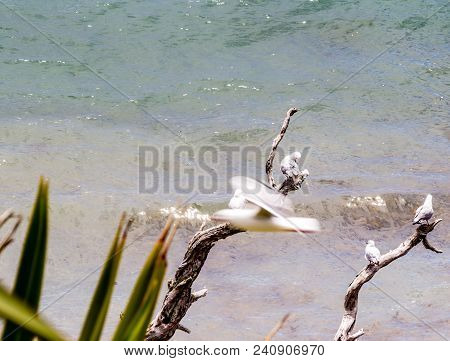 Seagulls Can Be Seen Perched And Buzzing Abour All Over The Island