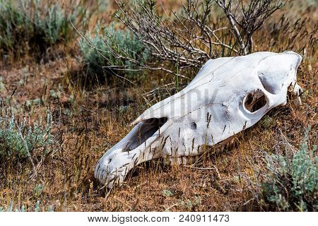 Horse Skull In Grass Close Up