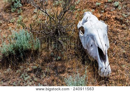 Horse Skull In Grass Close Up
