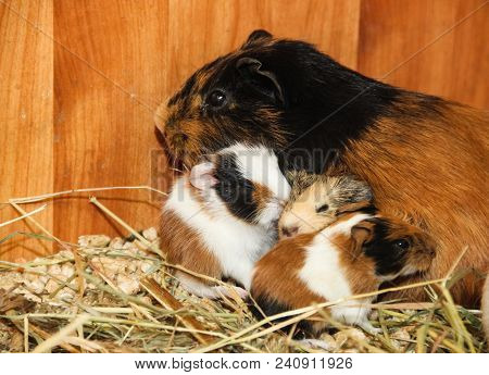Guinea Pig With Small Sleeping Piglets On The Hay Background