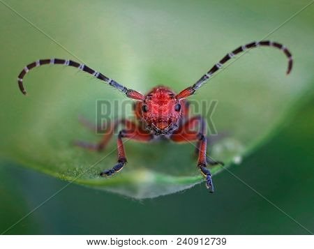 red milkweed longhorn beetle on a leaf