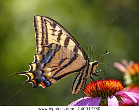 Swallowtail Butterfly feeding on a purple cone flower 