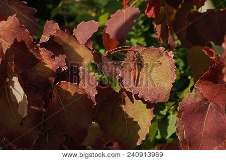 The Red Dragonfly Sits On A Reddish-brown Leaf Of Aspen On A Background Of Green Leaves.