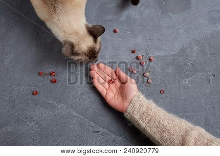 Young Color-point Thai Cat On Gray Background Eating Berries
