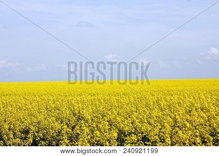 Blooming Yellow Rapeseed Field