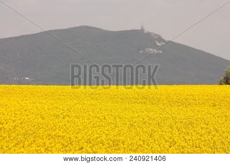 Blooming Yellow Rapeseed Field