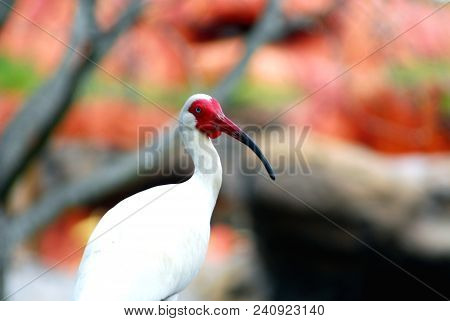 Messenger Of Wisdom: Ibis Against Red Foliage, Florida