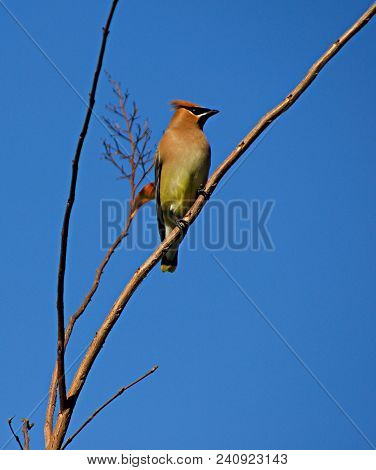 Bohemian: A Bohemian Waxwing Sitting On A Tree Branch