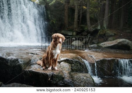 A Dog By The Waterfall. Pet On The Nature By The Water, Healthy Lifestyle. Traveling With The Pet. N