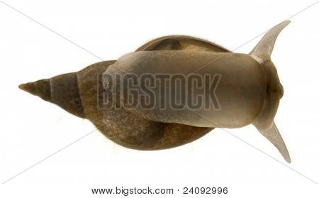 Stor dam sneglen, Lymnaea stagnalis, en art af ferskvand sneglen, foran hvid baggrund