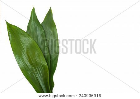 Aspidistra Elatior Variegate Leafe. Decorative Leafe Isolated. White Background.