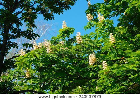 Blooming Chestnut Tree. White Blossomed Flowers Of A Chestnut Tree.