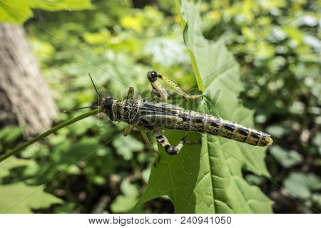 Young Wingless Egyptian Locust Sitting On A Green Leaf Outdoors.