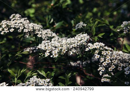 Spiraea Hypericifolia. Spirea Branches With Groups Of White Flowers Close-up. Green Background.