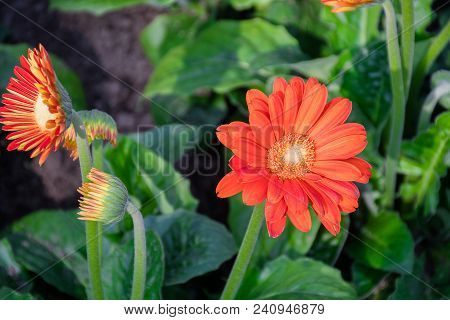 Field Beautiful Orange Gerbera Flowers Blossoms In A Garden Nature, Flower With Double Petals Solid 