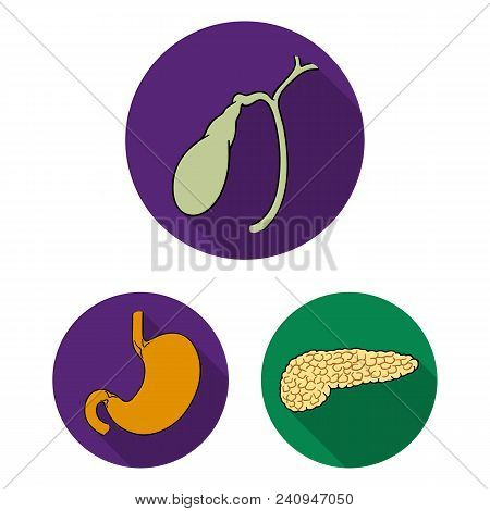 Human Organs Flat Icons In Set Collection For Design. Anatomy And Internal Organs Vector Symbol Stoc
