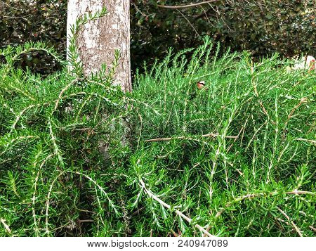 Green Bushes Are Growing Near The Tree In Park In The City. Rishon Le Cion, Israel. Close Up Shot