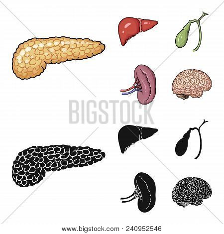 Liver, Gallbladder, Kidney, Brain. Human Organs Set Collection Icons In Cartoon, Black Style Vector 