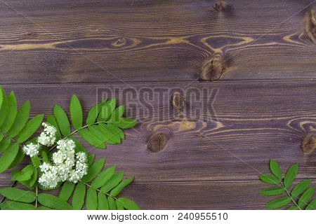 Flat Lay. Branches Of Spring Trees With Flowers