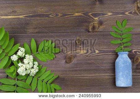 Branches Of Spring Trees With Flowers And A Small Bottle